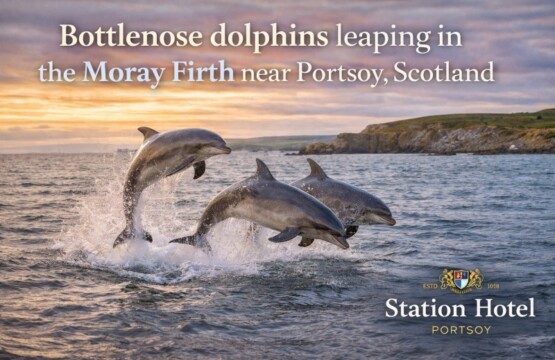 Dolphin spotting in the Moray Firth near Portsoy