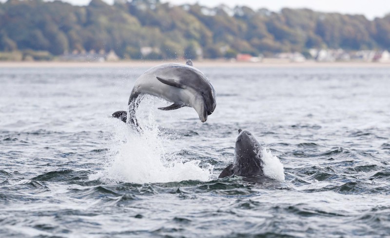 Dolphin Spotting Along the Moray Firth